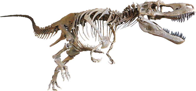 THÉORIE DE L' EVOLUTION REFUTÉE